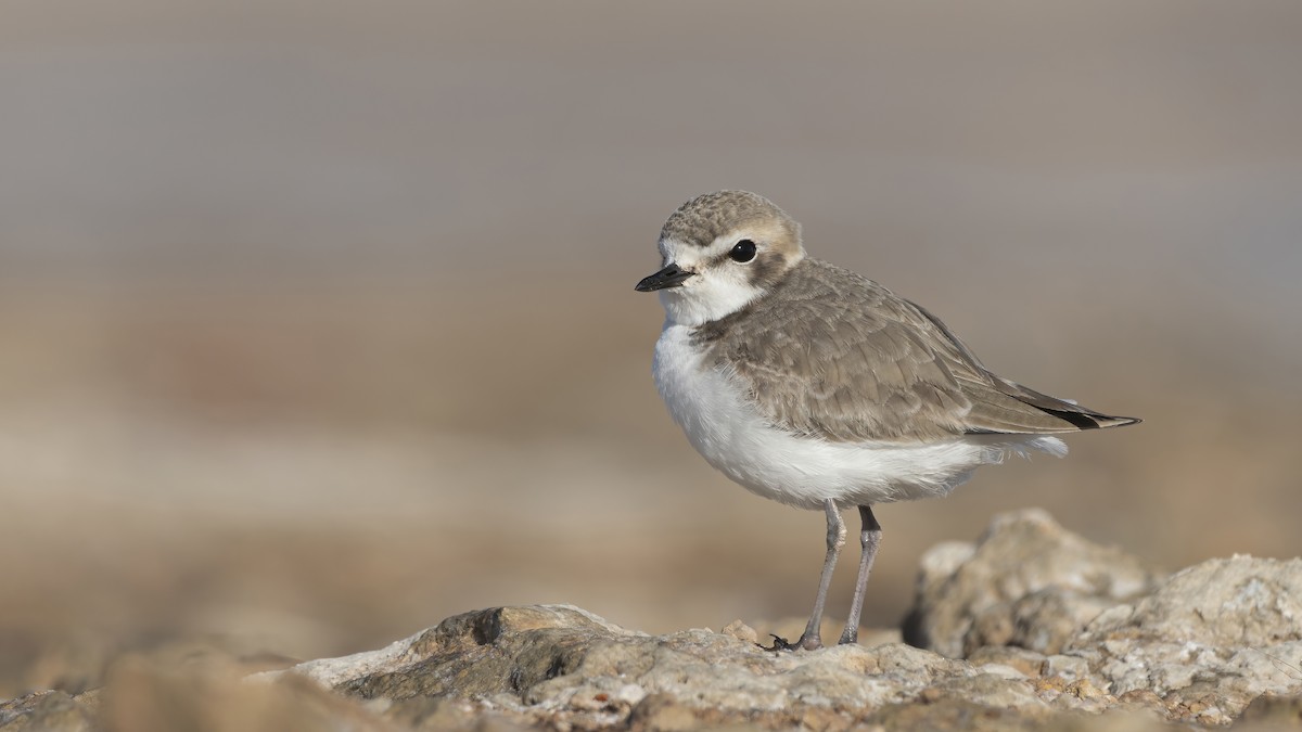 Snowy Plover - ML421971211