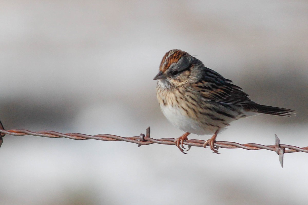 Lincoln's Sparrow - ML421971711