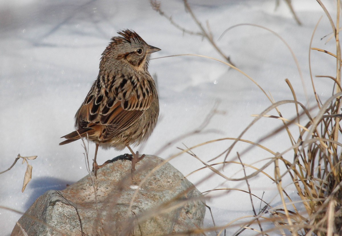 Lincoln's Sparrow - ML421971731