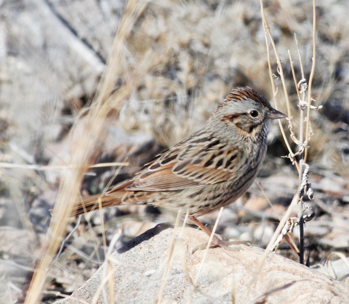 Lincoln's Sparrow - ML421971741