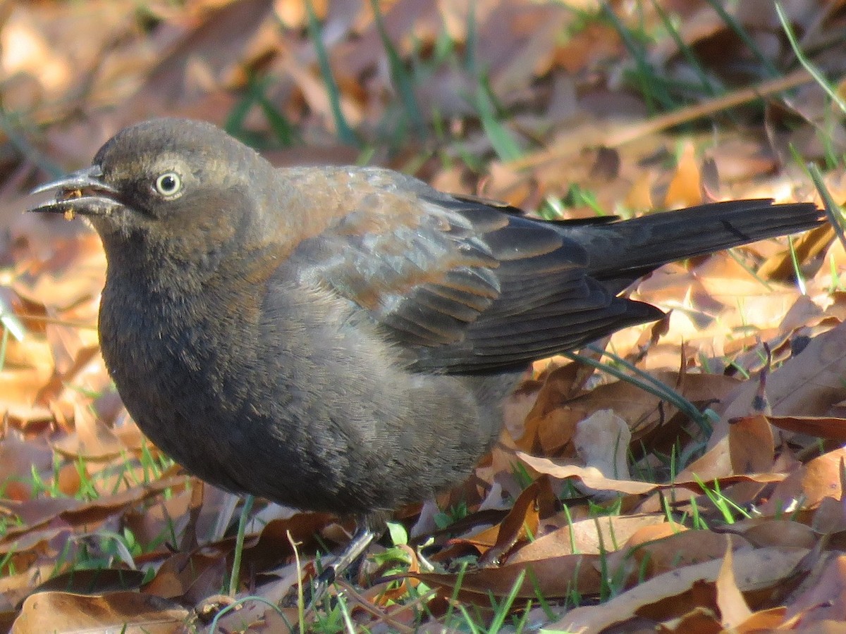 Rusty Blackbird - ML42197261