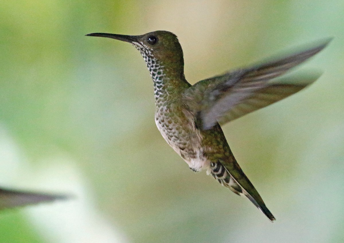 White-necked Jacobin - ML421974531