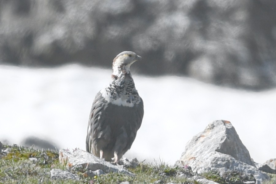 Himalayan Snowcock - ML421980981