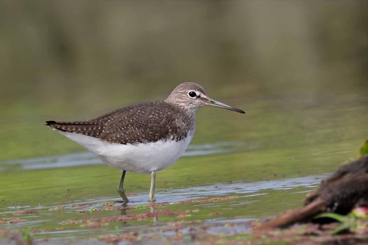 Green Sandpiper - Rajkumar Das