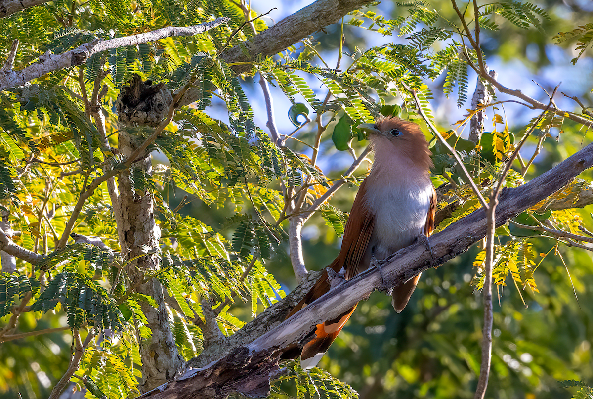 Squirrel Cuckoo - ML421981761