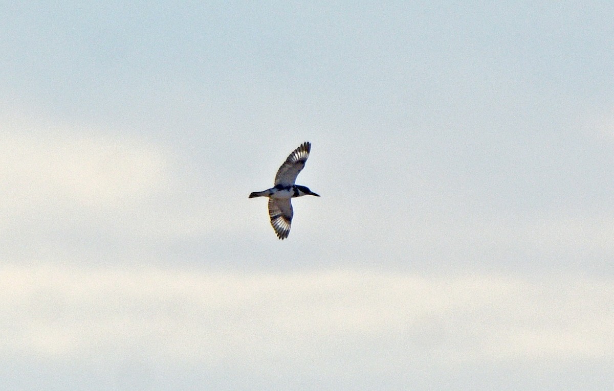 Belted Kingfisher - ML421982521
