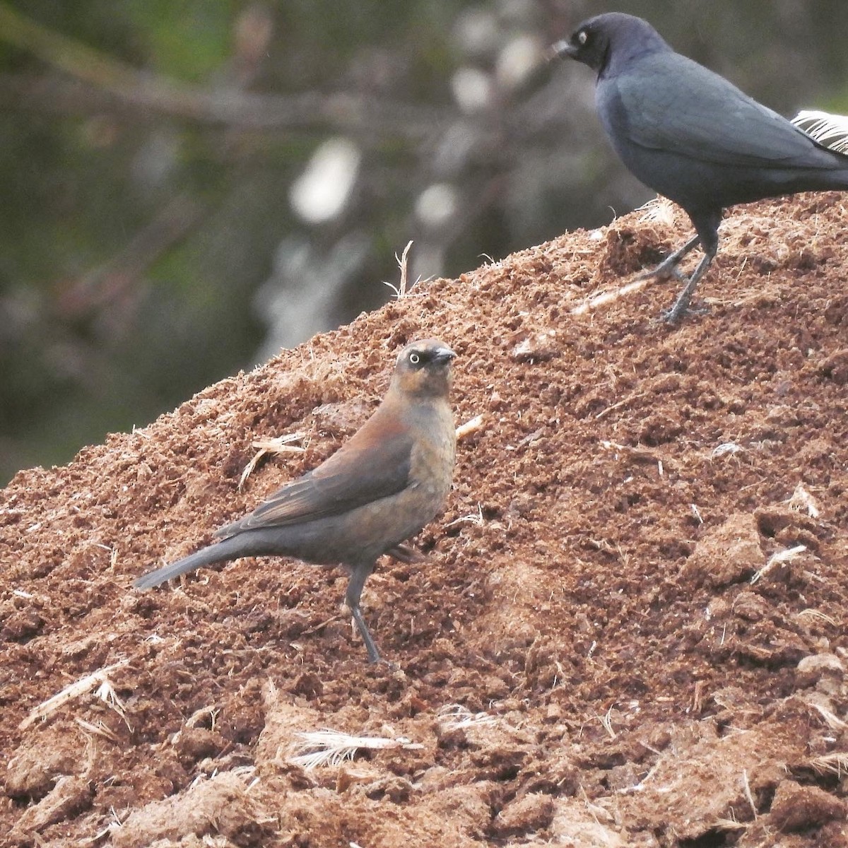 Rusty Blackbird - ML421983071