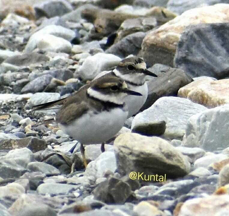 Long-billed Plover - ML421983531