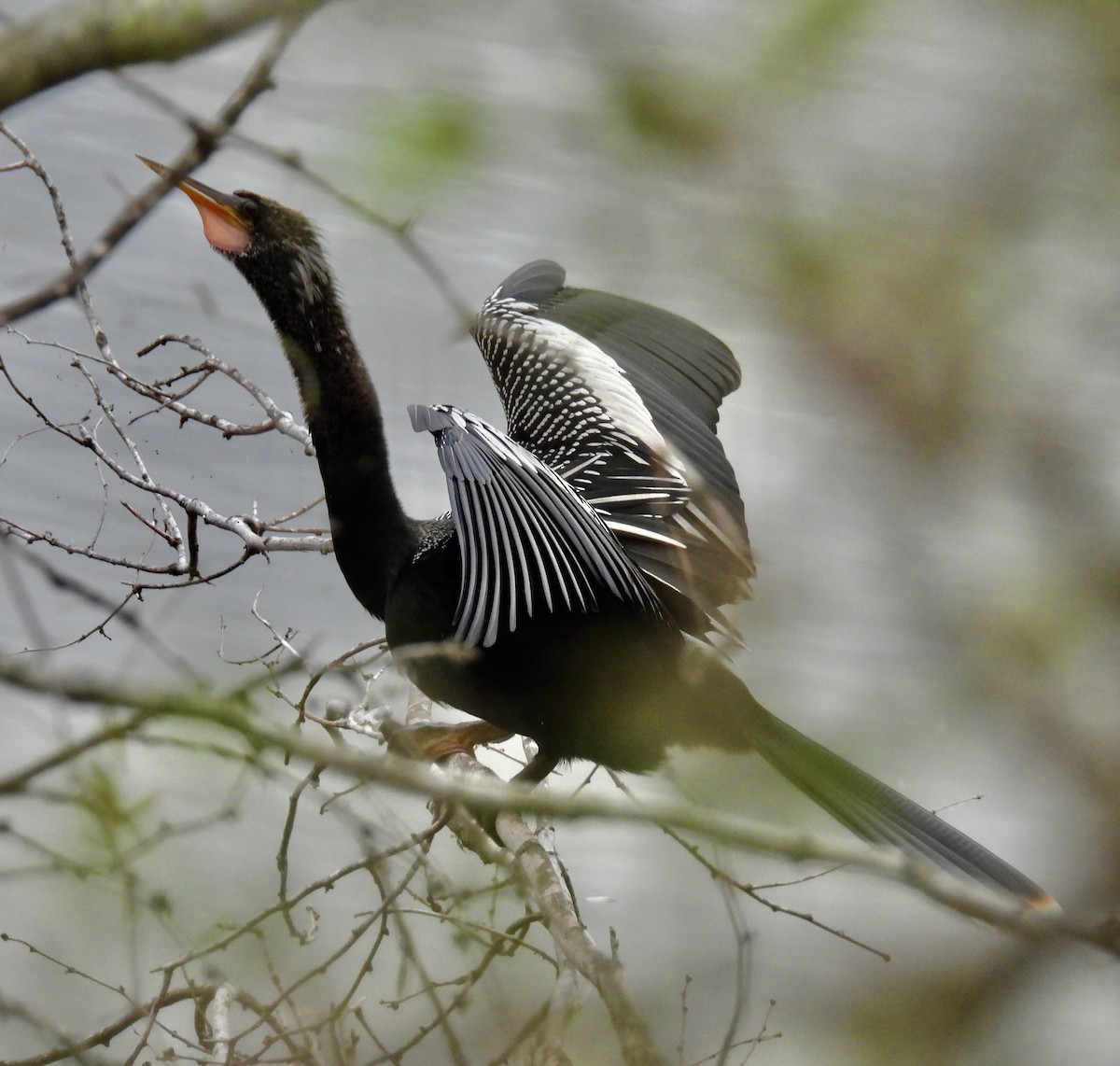 Anhinga - Van Remsen