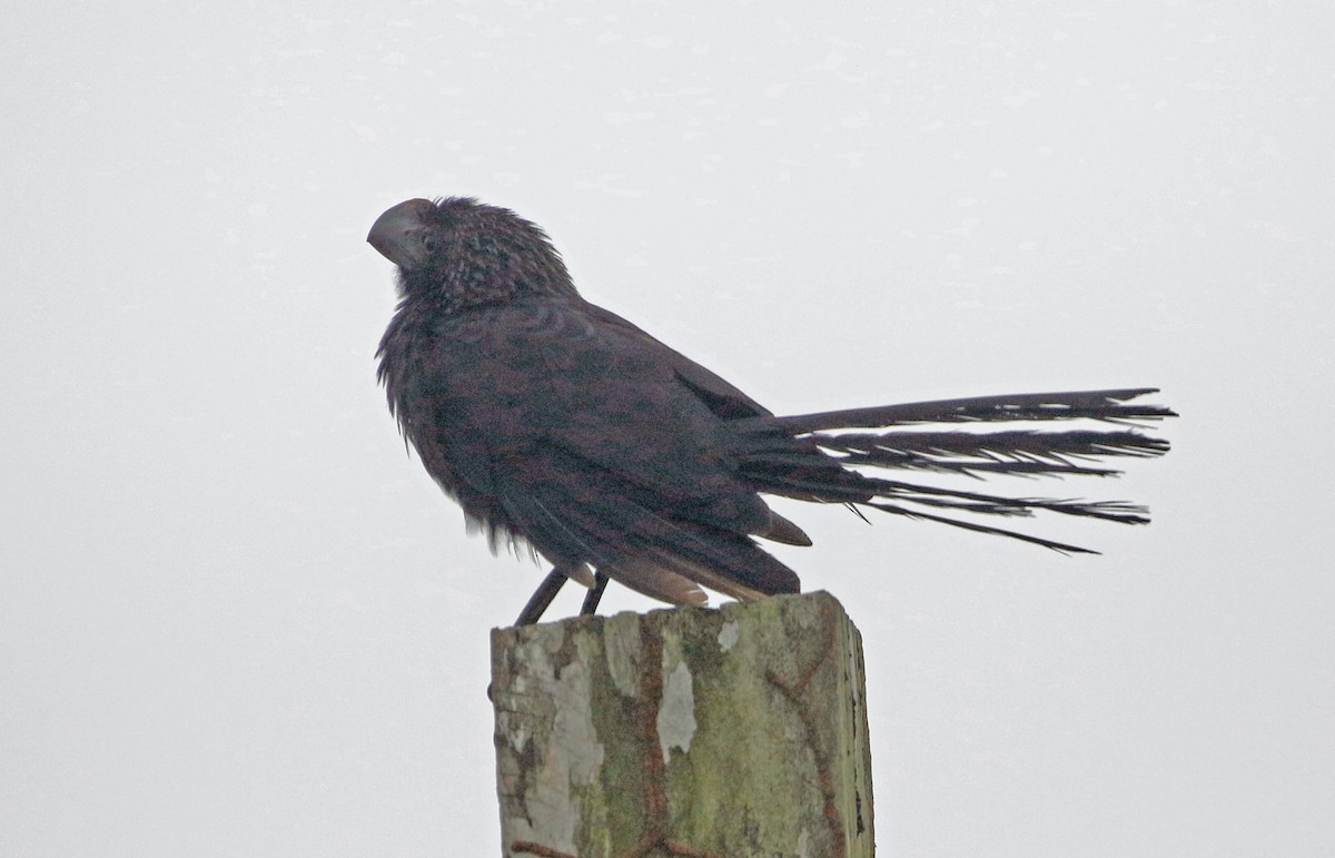 Smooth-billed Ani - ML421985031