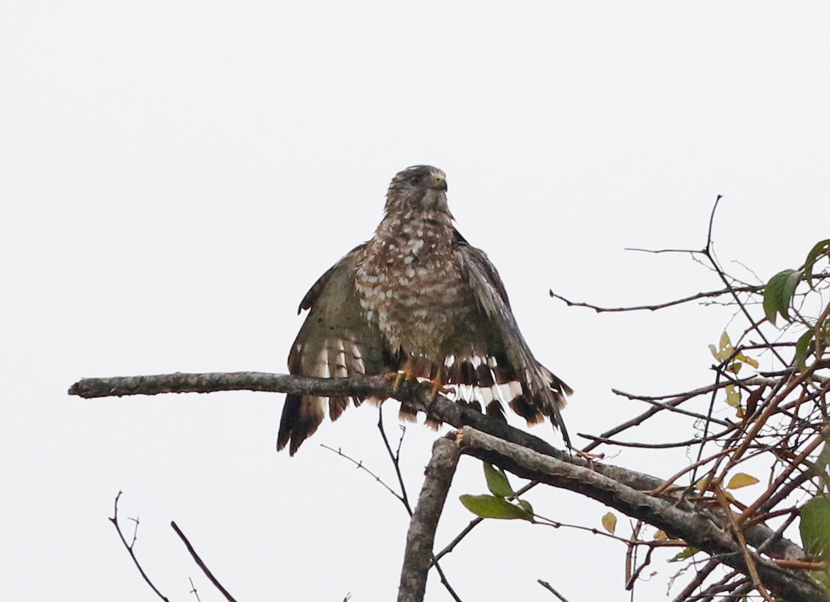 Double-toothed Kite - ML421985231