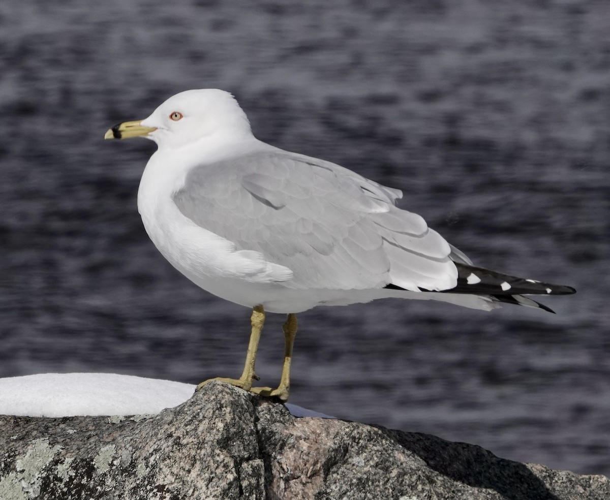 Gaviota de Delaware - ML421985321