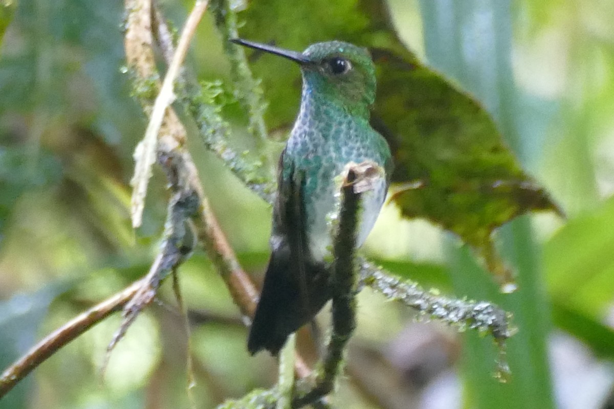 Greenish Puffleg - ML421985941