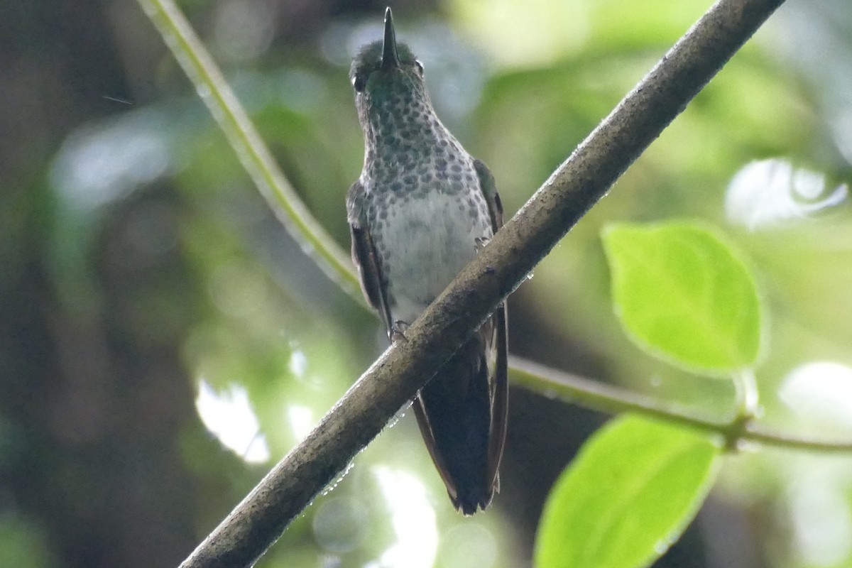 Greenish Puffleg - ML421985951