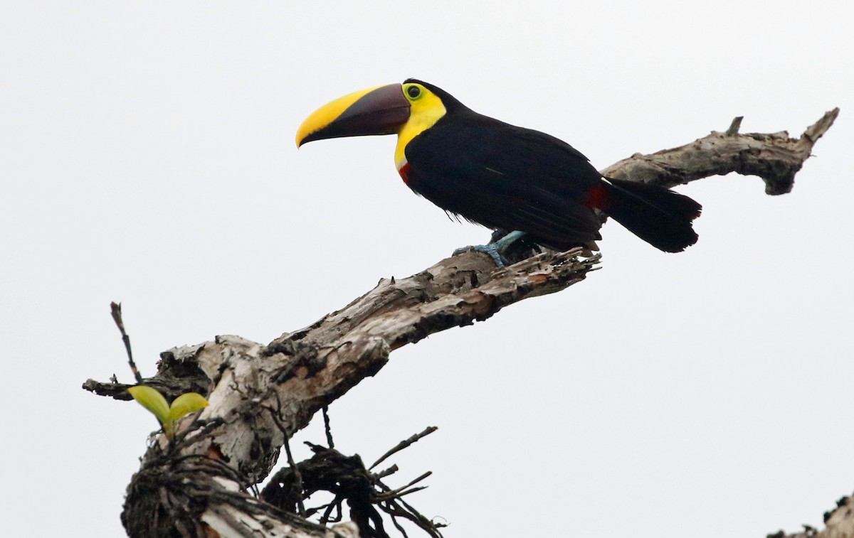 Yellow-throated Toucan (Chestnut-mandibled) - ML421986551