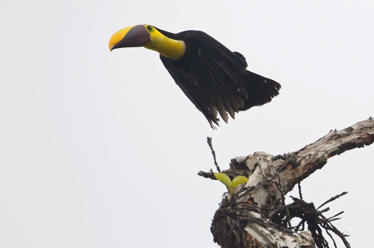 Yellow-throated Toucan (Chestnut-mandibled) - ML421986651