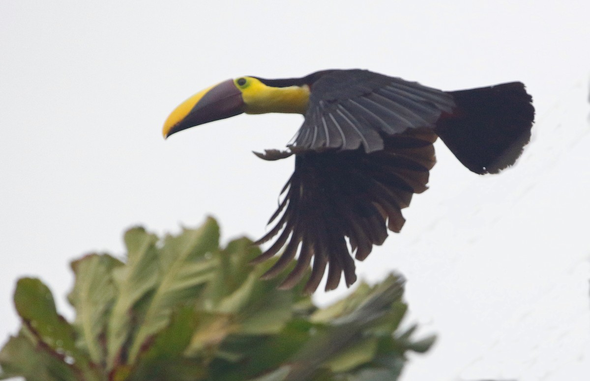 Yellow-throated Toucan (Chestnut-mandibled) - ML421986731