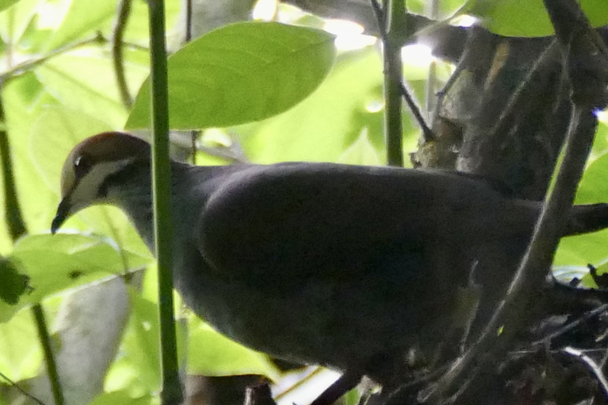 Russet-crowned Quail-Dove - ML421987081