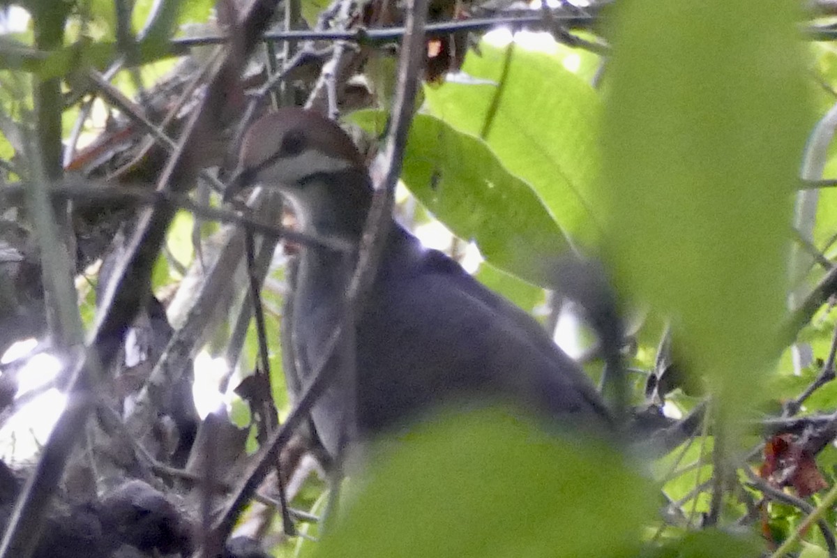 Russet-crowned Quail-Dove - ML421987091