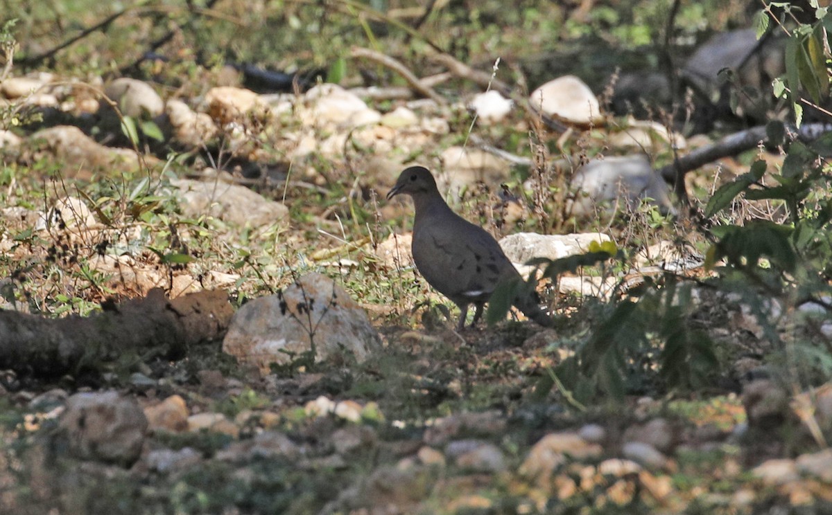 Zenaida Dove - ML421987841