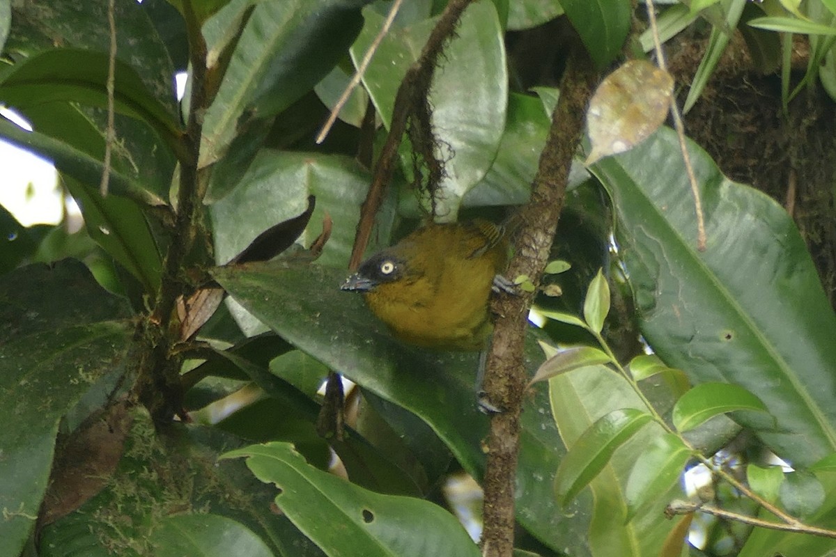 Pirre Chlorospingus - Peter Kaestner