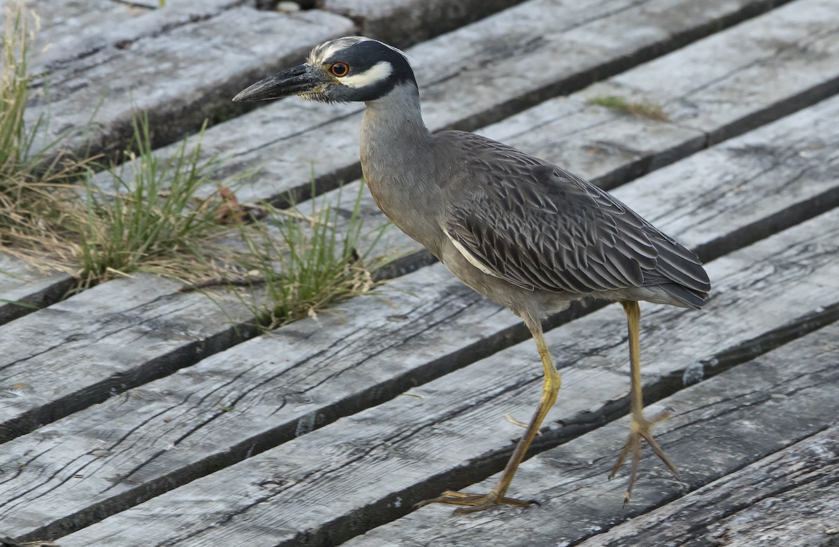 Yellow-crowned Night Heron - ML421988631