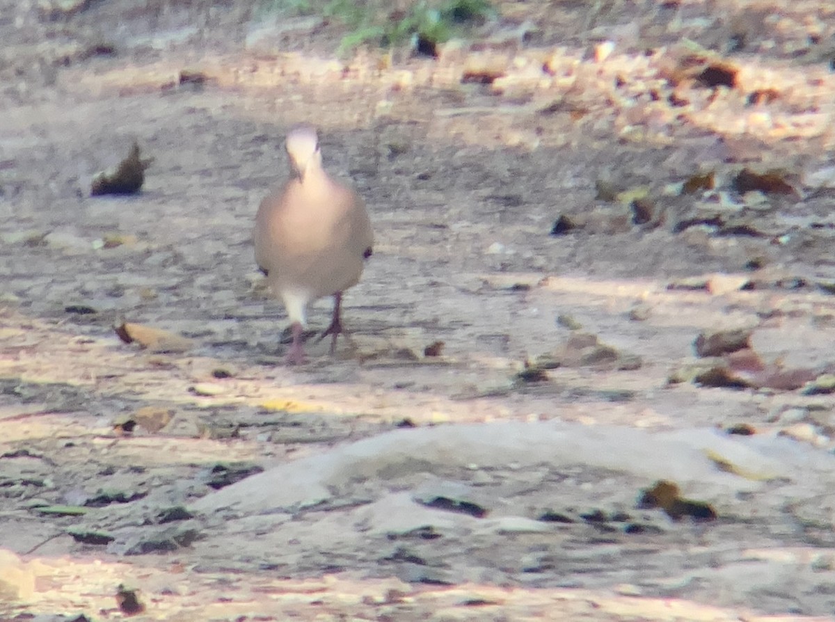 White-tipped Dove - ML421989691