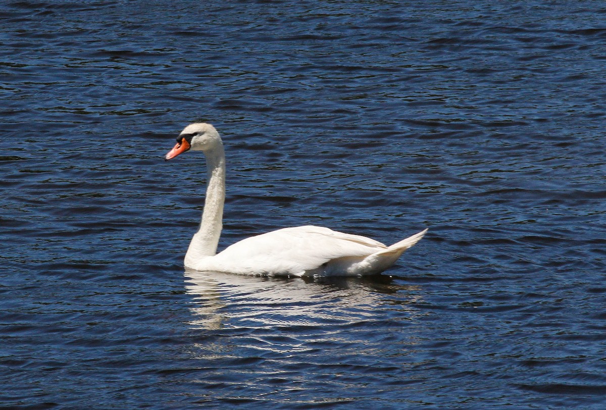 Mute Swan - ML421990071