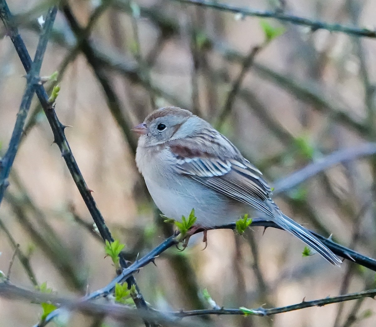 Field Sparrow - ML421990411