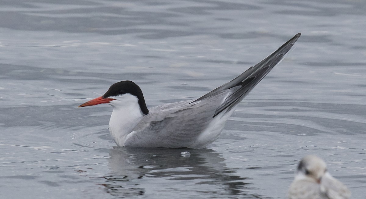 Common Tern - ML421990501