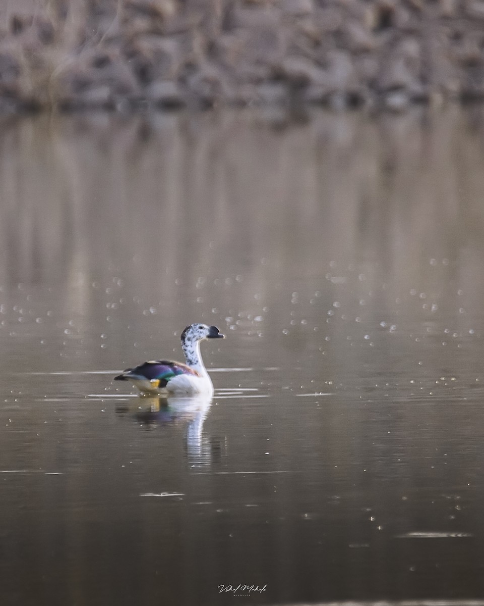 ברווז בלט-מקור - ML421991071
