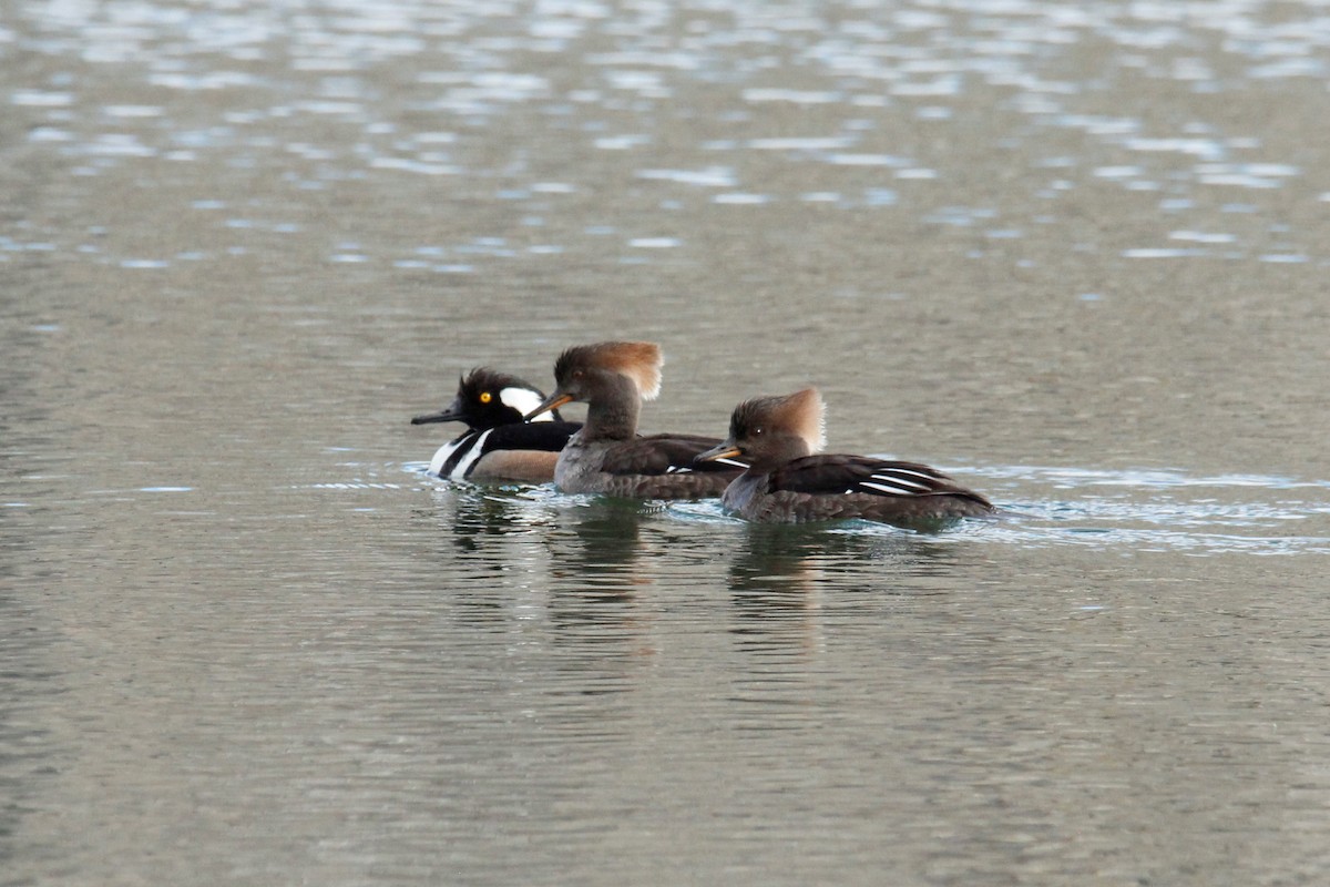 Hooded Merganser - ML421991911