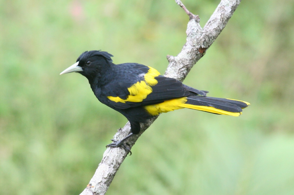 Yellow-winged Cacique - ML42199261