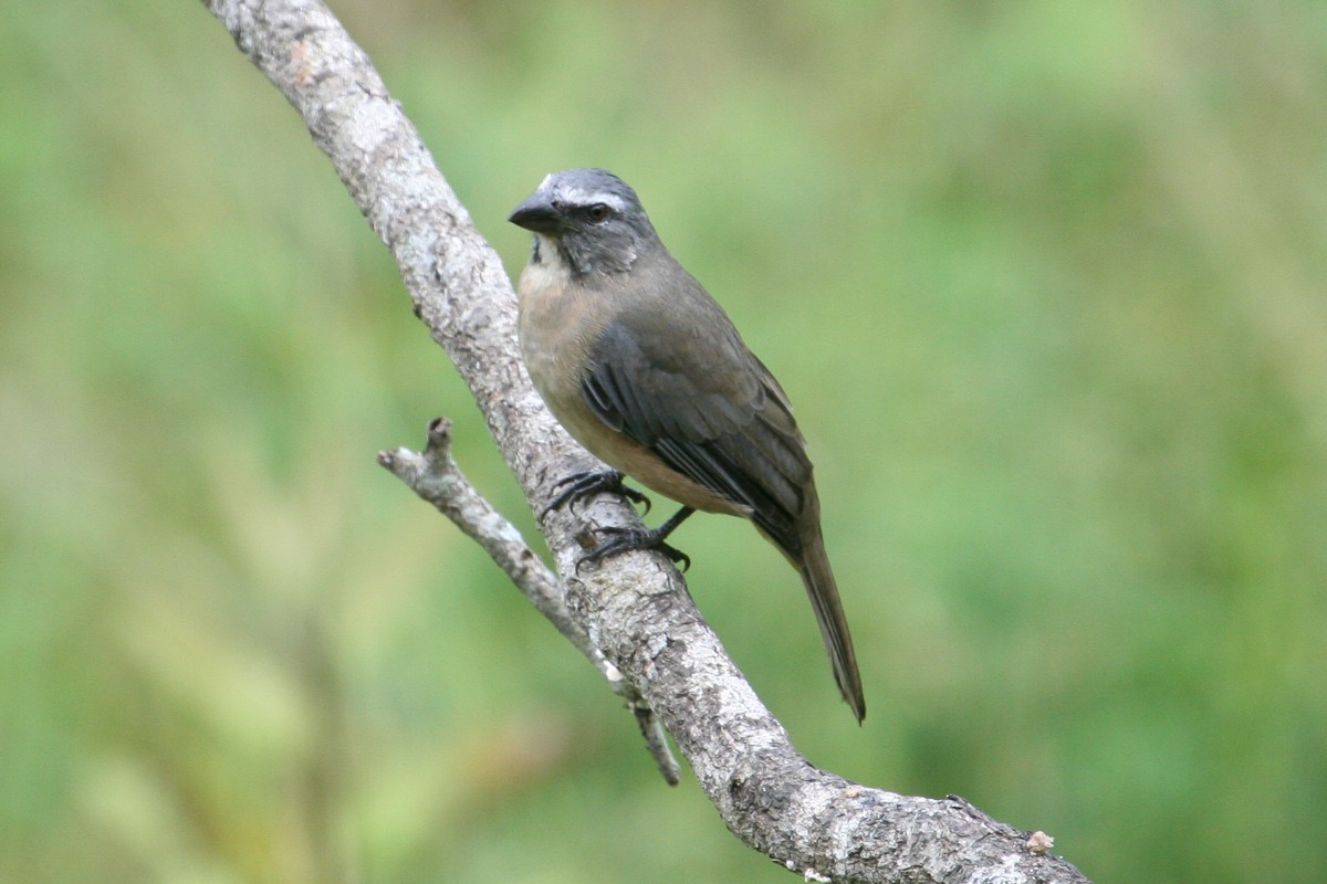 Cinnamon-bellied Saltator - ML42199331