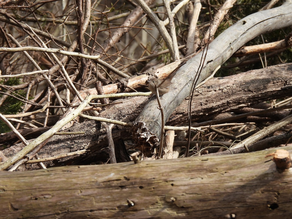 Northern House Wren - ML421993991