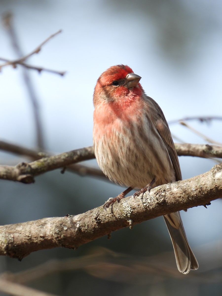 House Finch - ML421995091