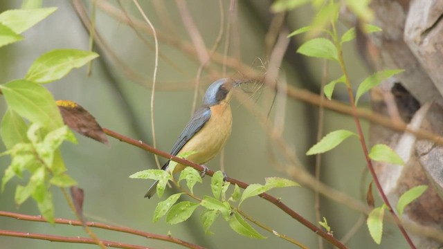 Fawn-breasted Tanager - ML421995461