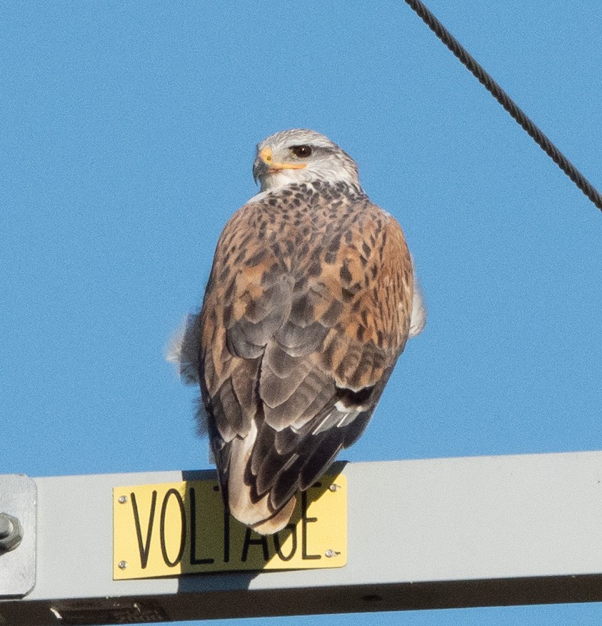 Ferruginous Hawk - ML421996661