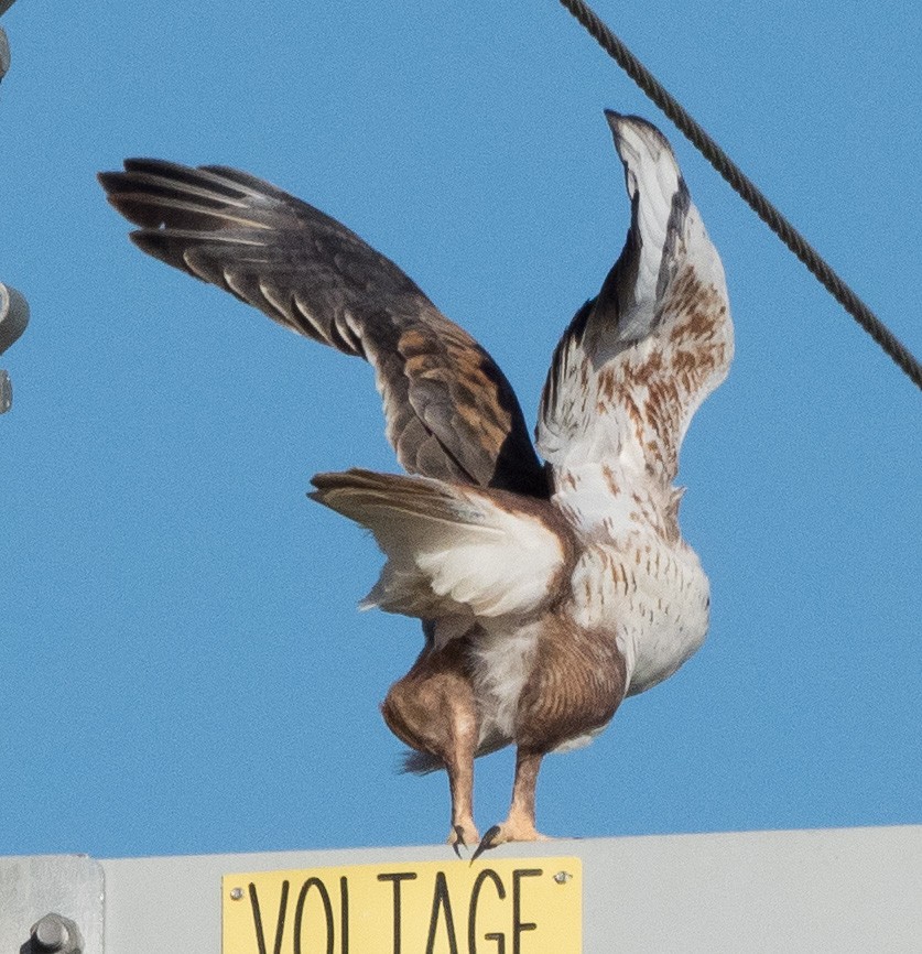 Ferruginous Hawk - ML421996681