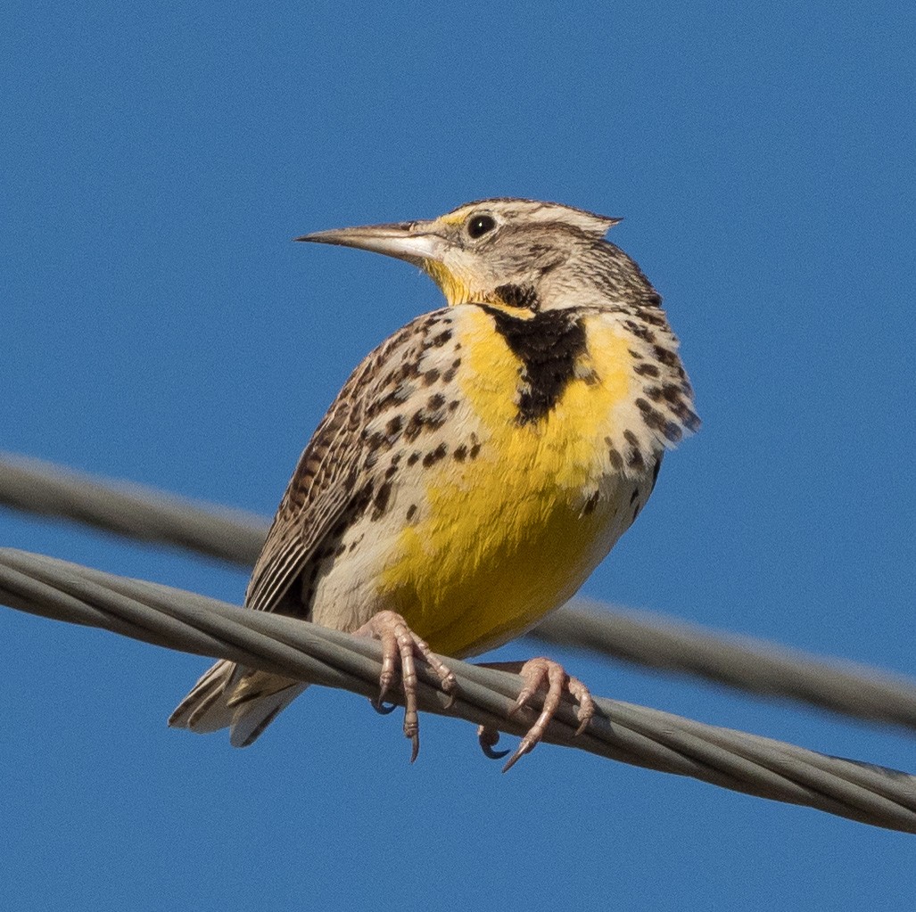 Western Meadowlark - ML421997271