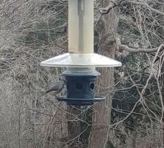 Tufted Titmouse - Andrew Couturier