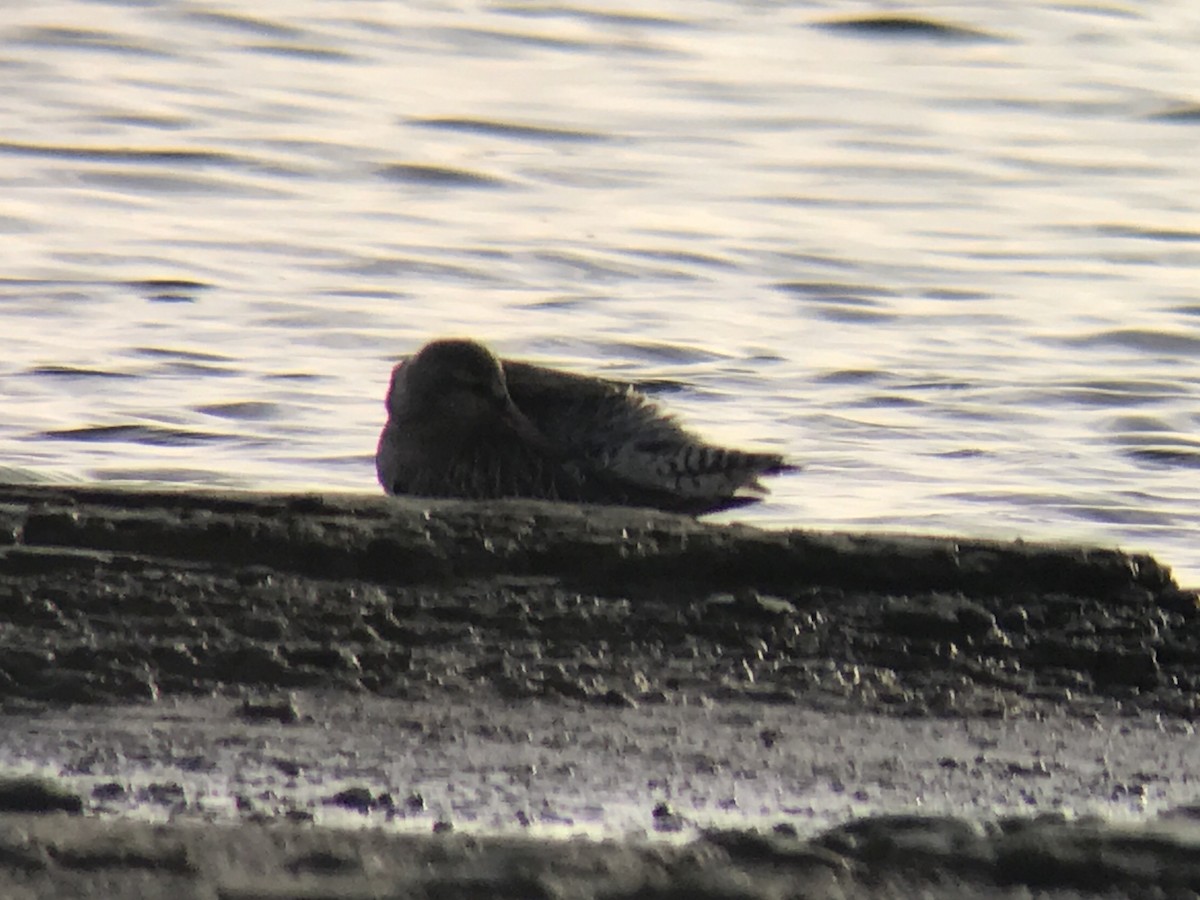 Bar-tailed Godwit - ML421998921