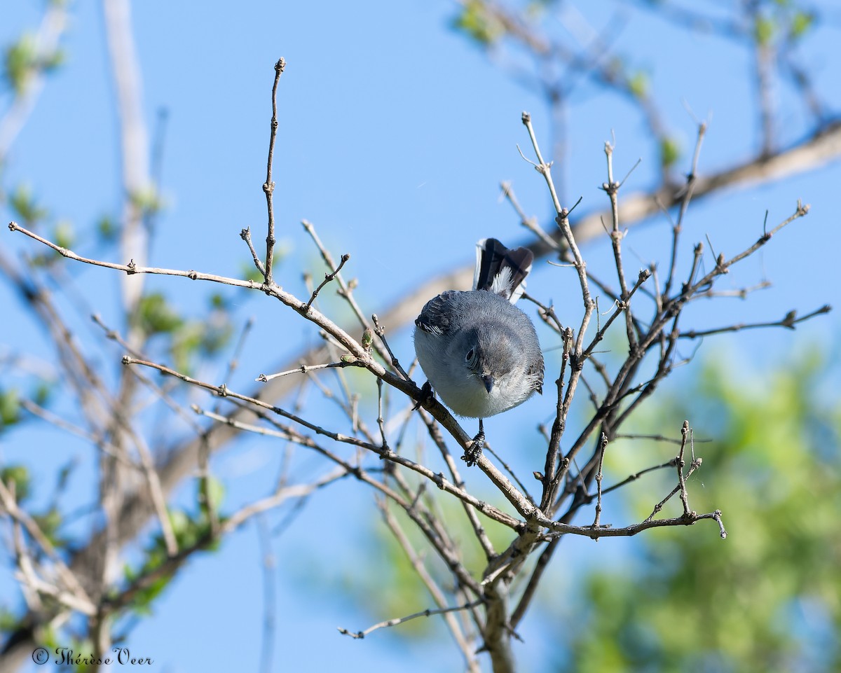 Blue-gray Gnatcatcher (Eastern) - Thérèse Veer