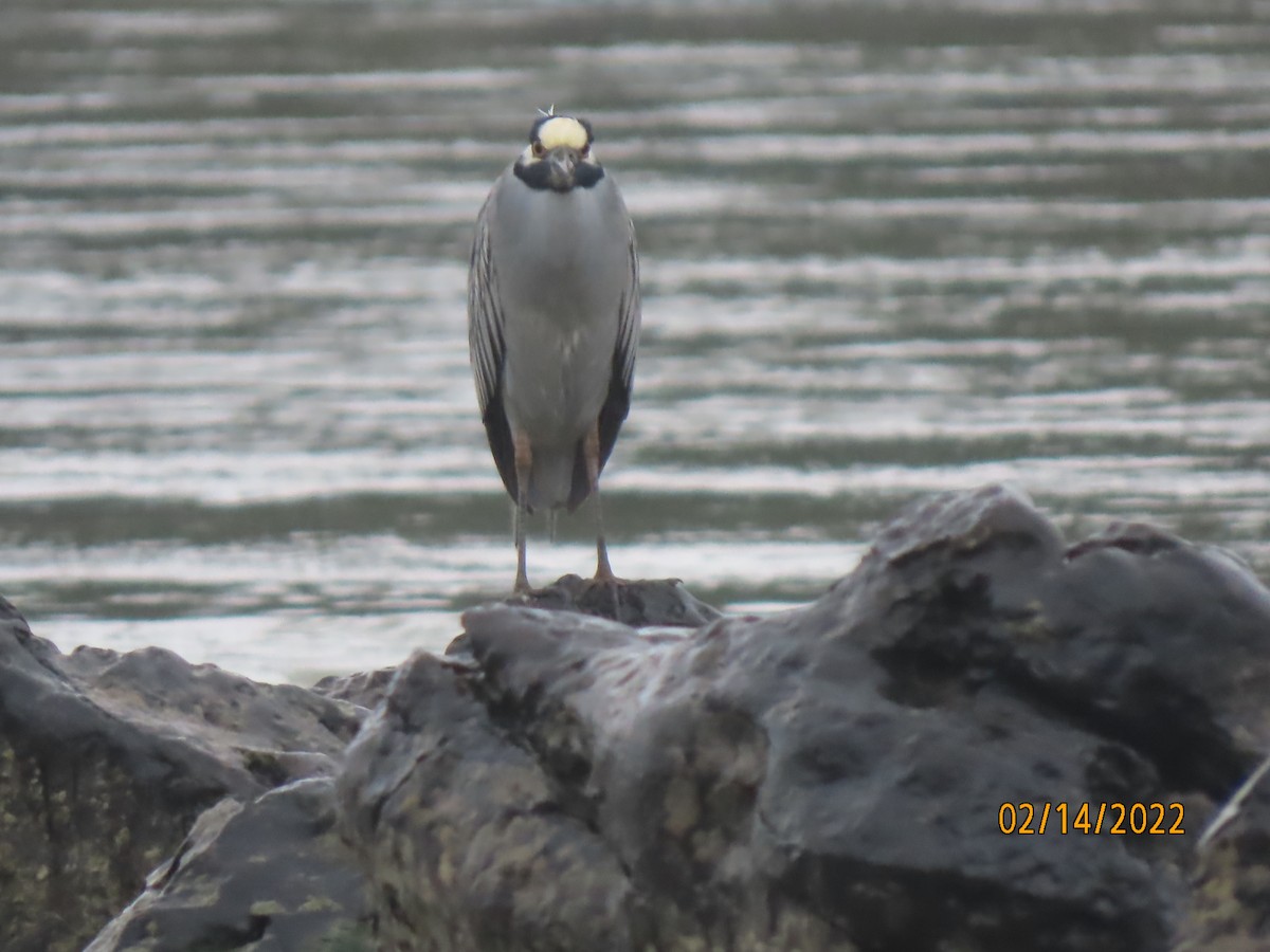 Yellow-crowned Night Heron - ML422000251