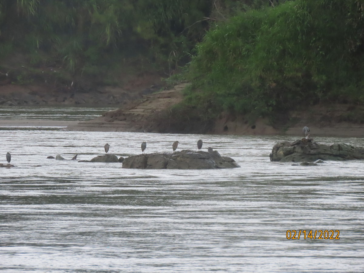 Yellow-crowned Night Heron - ML422000371