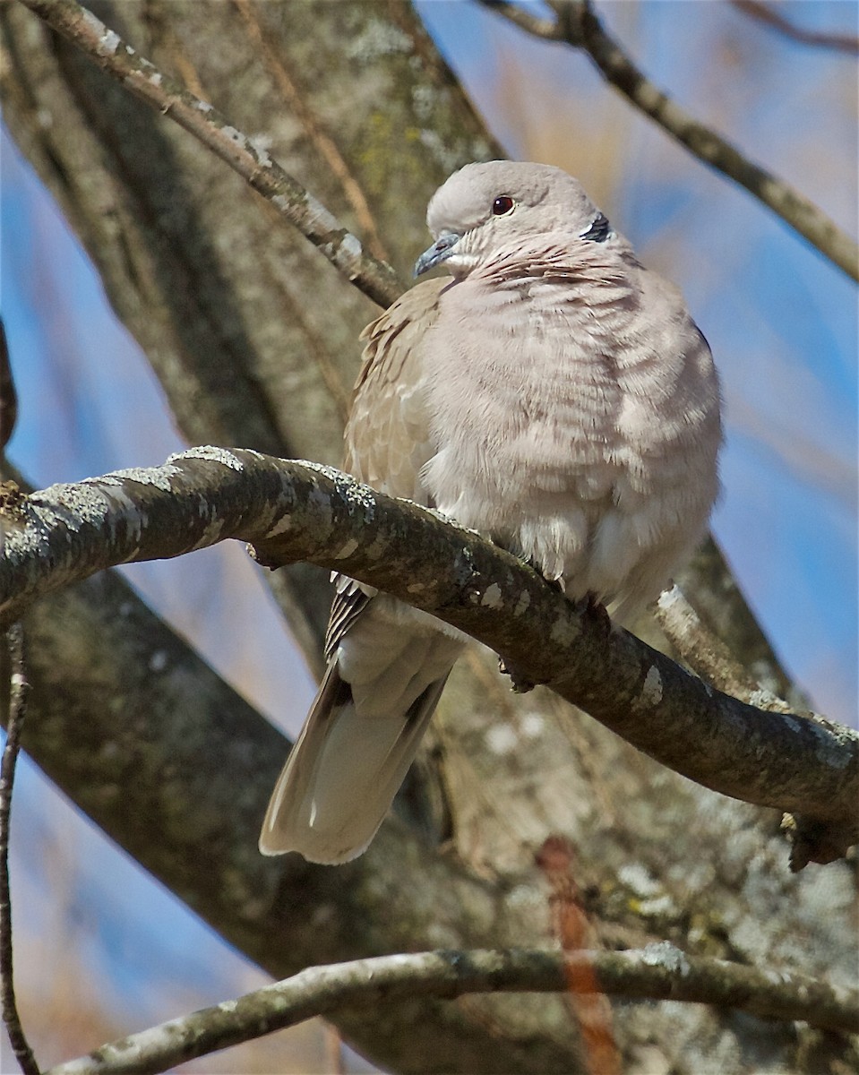 Eurasian Collared-Dove - ML422000931