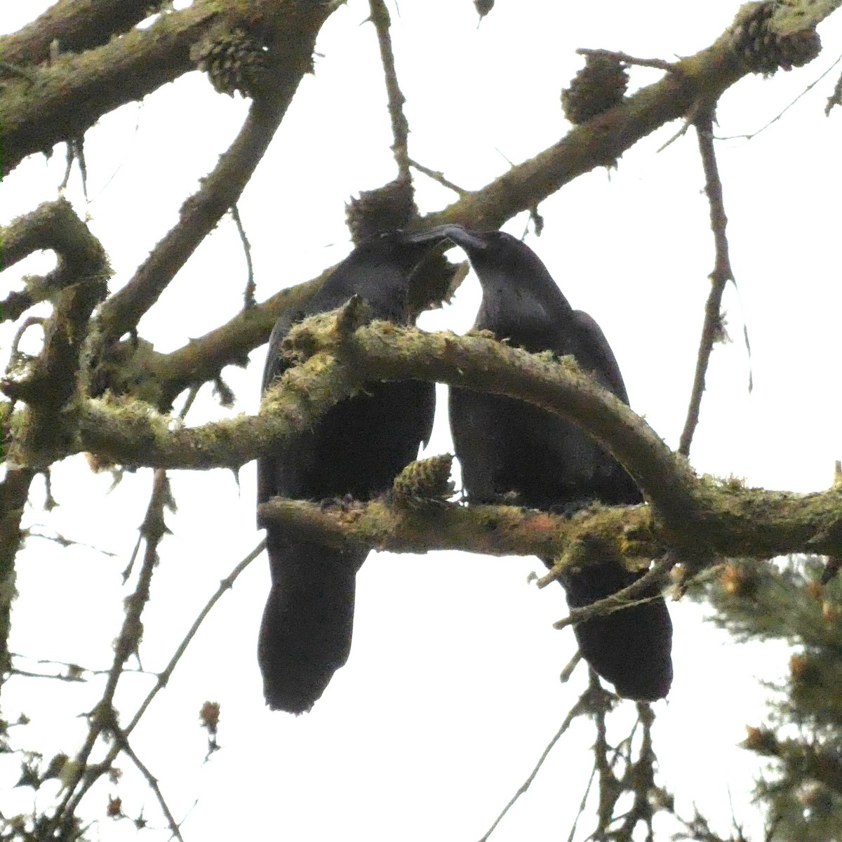 Common Raven - ML422001911