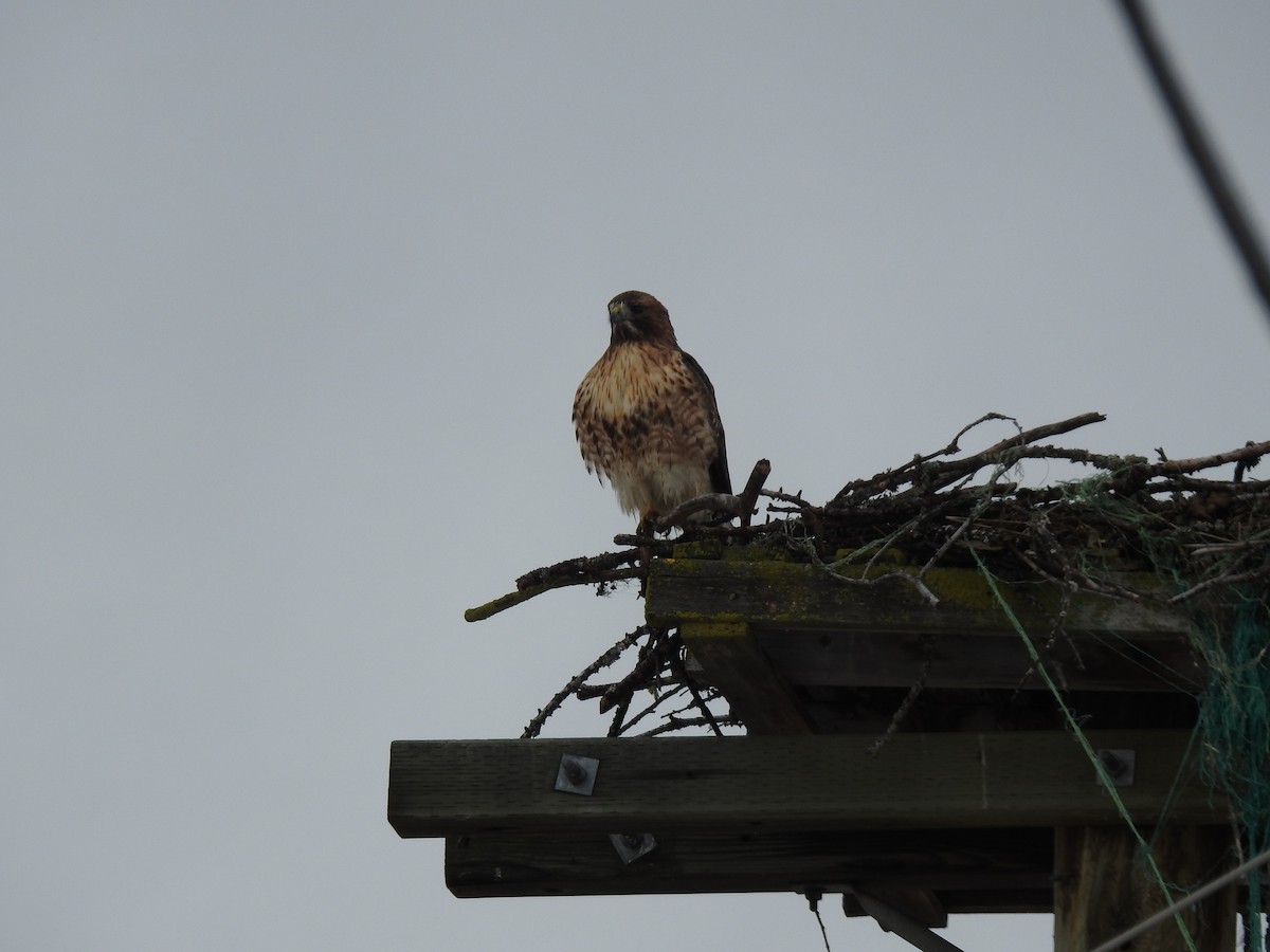 Red-tailed Hawk - ML422003261