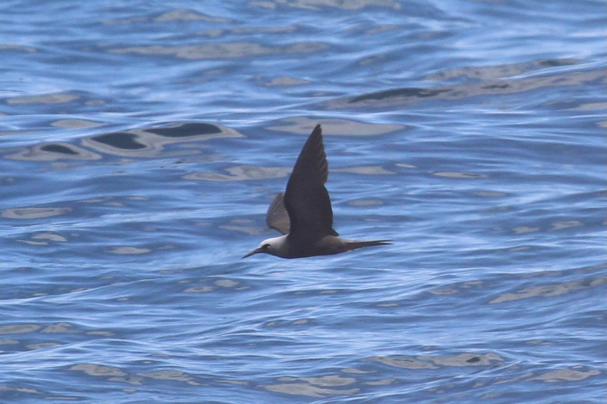 Black Noddy - ML422006361