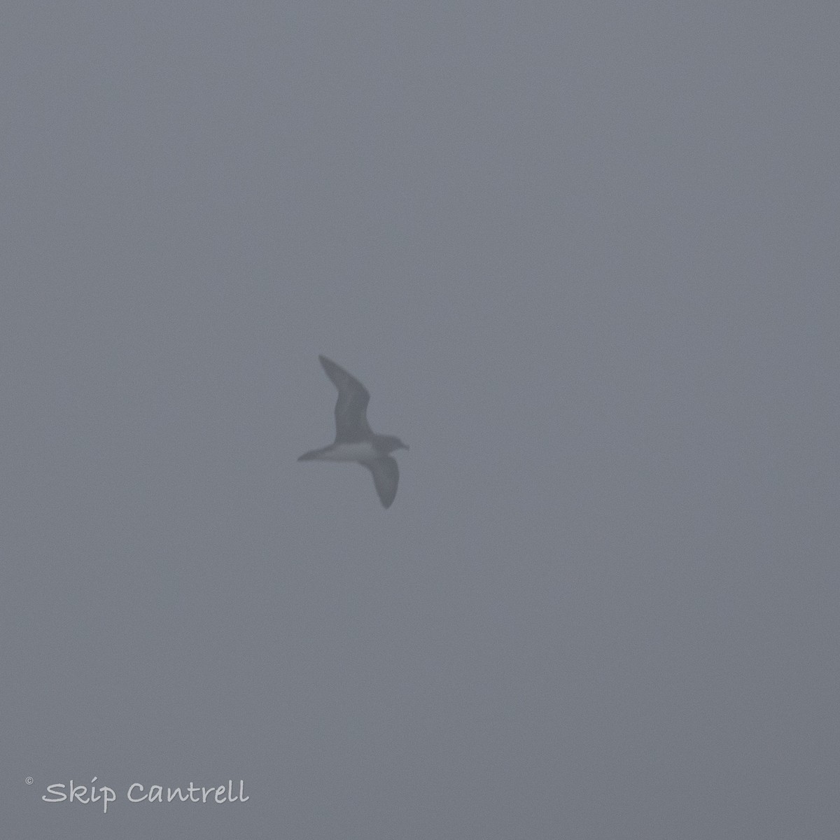 Petrel de Trinidad - ML422006621